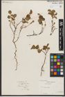 Foto von Salix herbacea L.